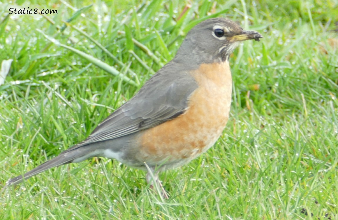 American Robin standing in the grass