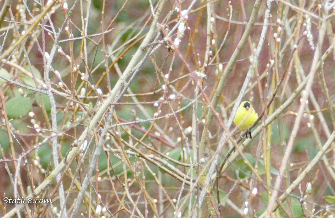 Goldfinch surrounded by willow twigs