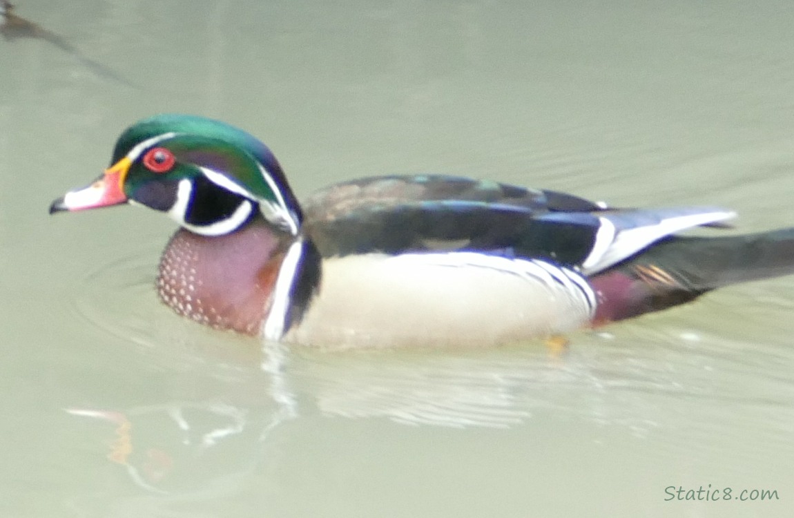 male Wood Duck on the water