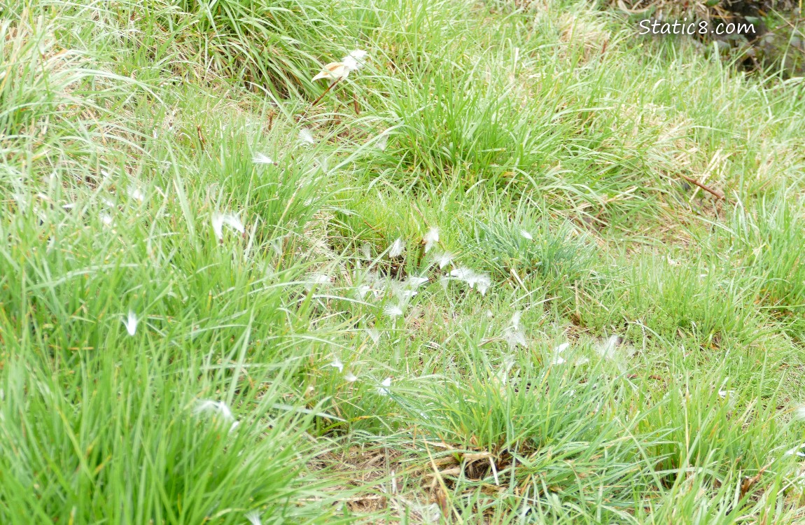 Dandelion-like seeds spread in the grass