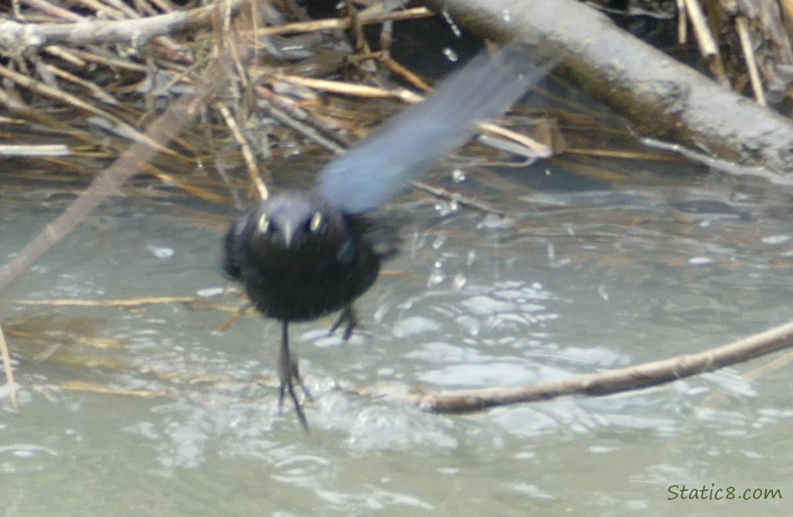 Brewer Blackbird flying!