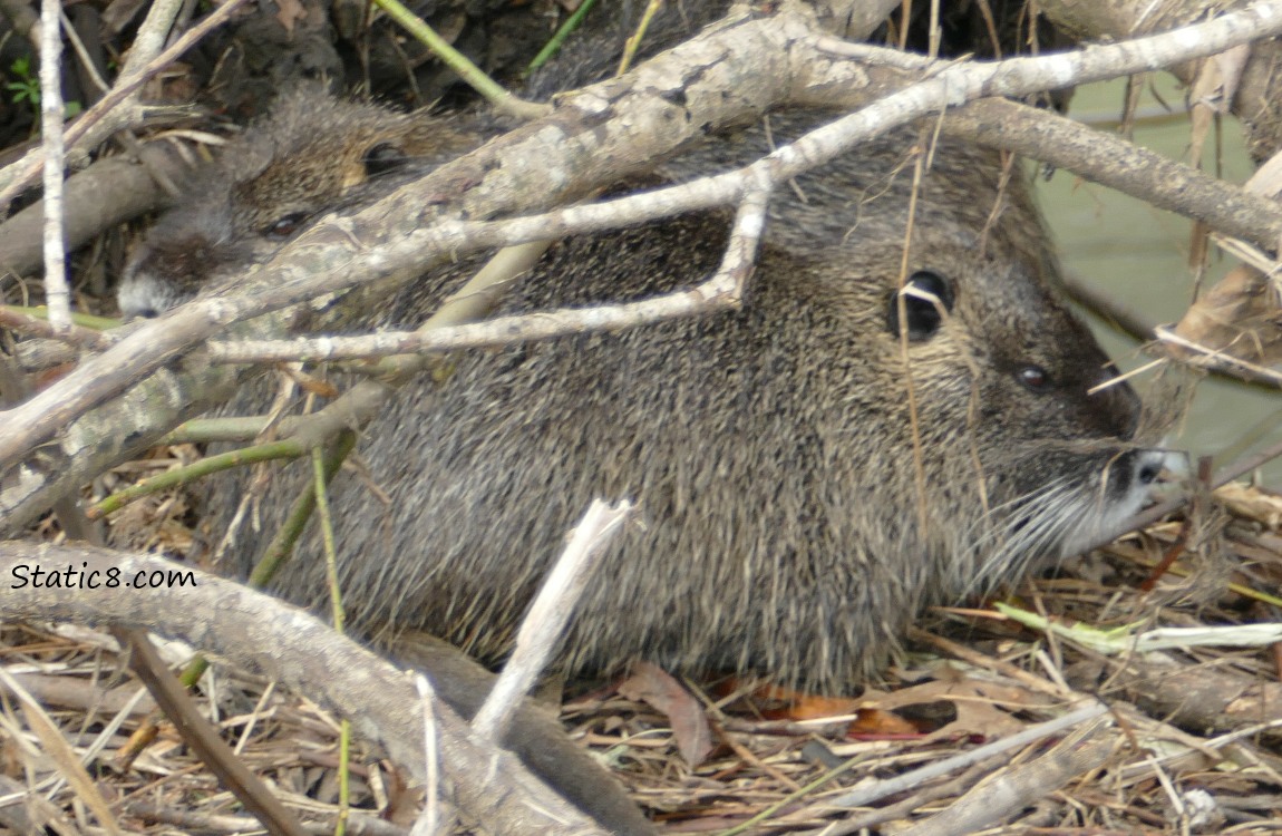 two Nutrias sheltered under some branches