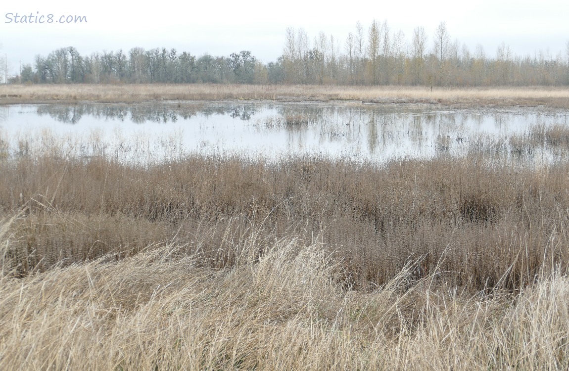 Dried grasses, pond, far away trees