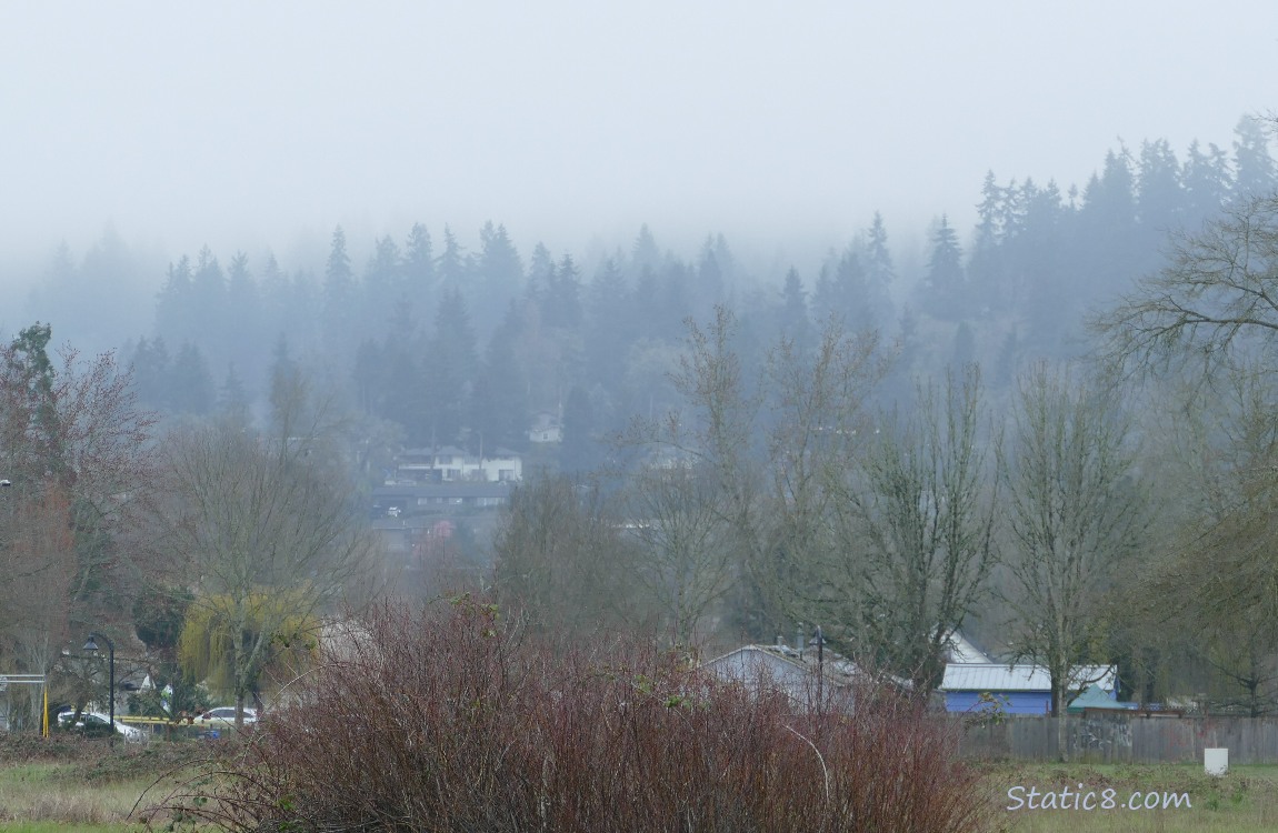 foggy trees in the distance