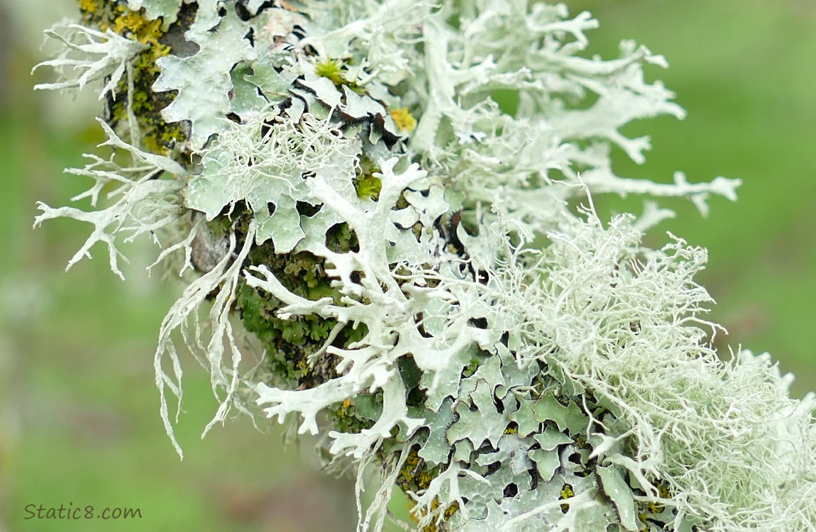 Several kinds of light green lichen on a stick