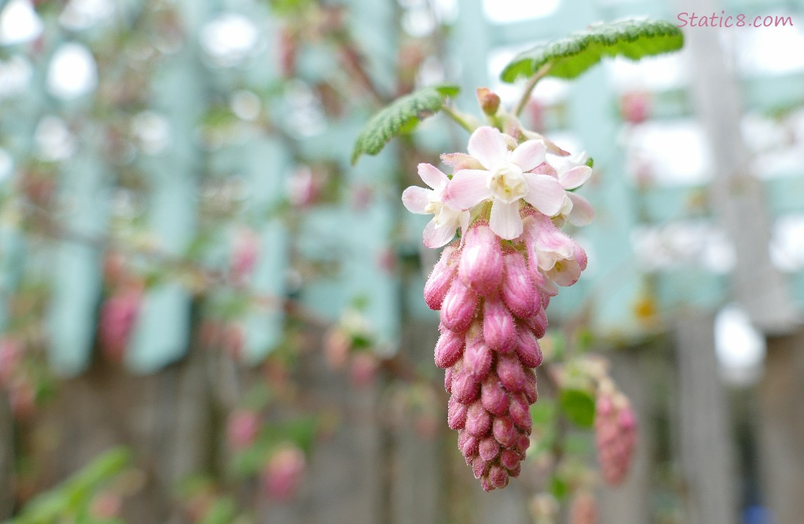 Red Flowering Currant bloom