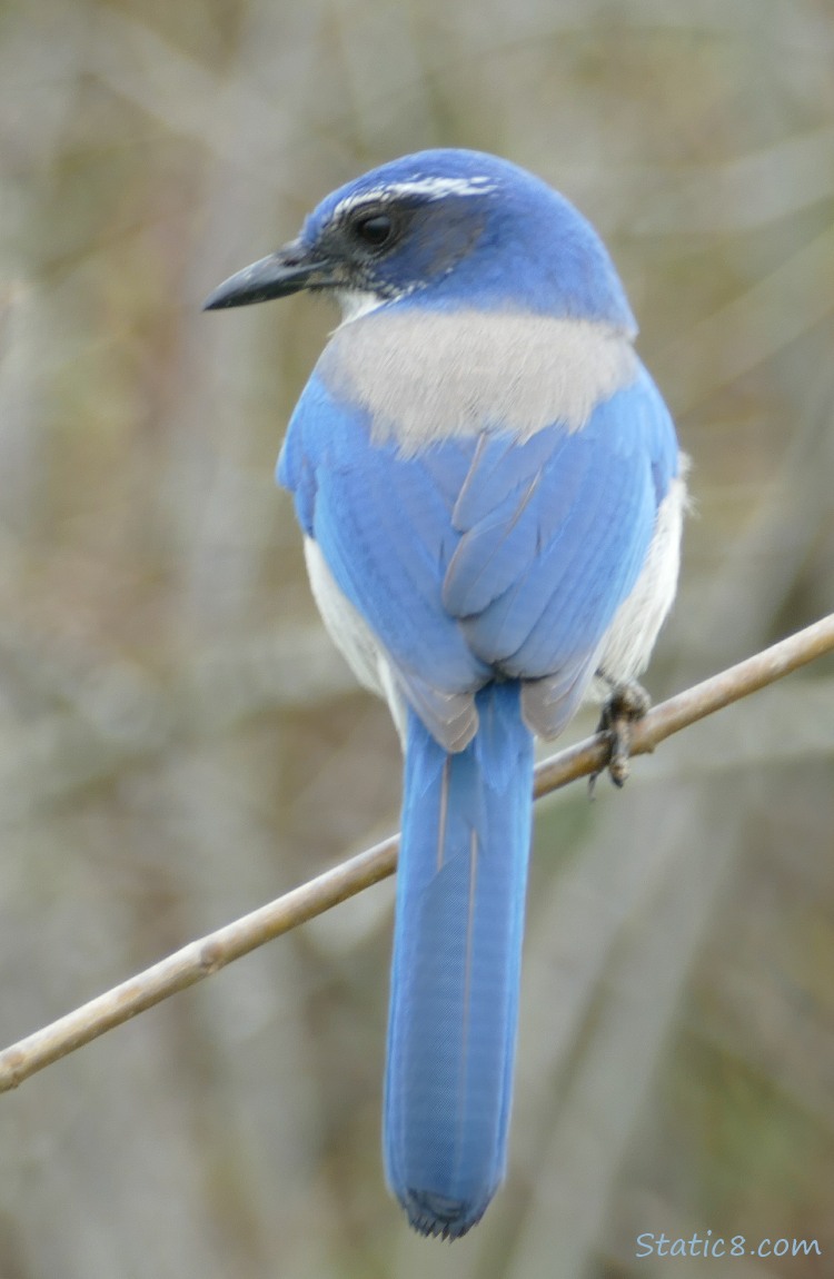 Western Scrub Jay standing on a twig