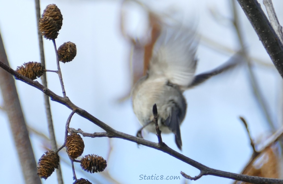 Blurry Bushtit flying away from the camera