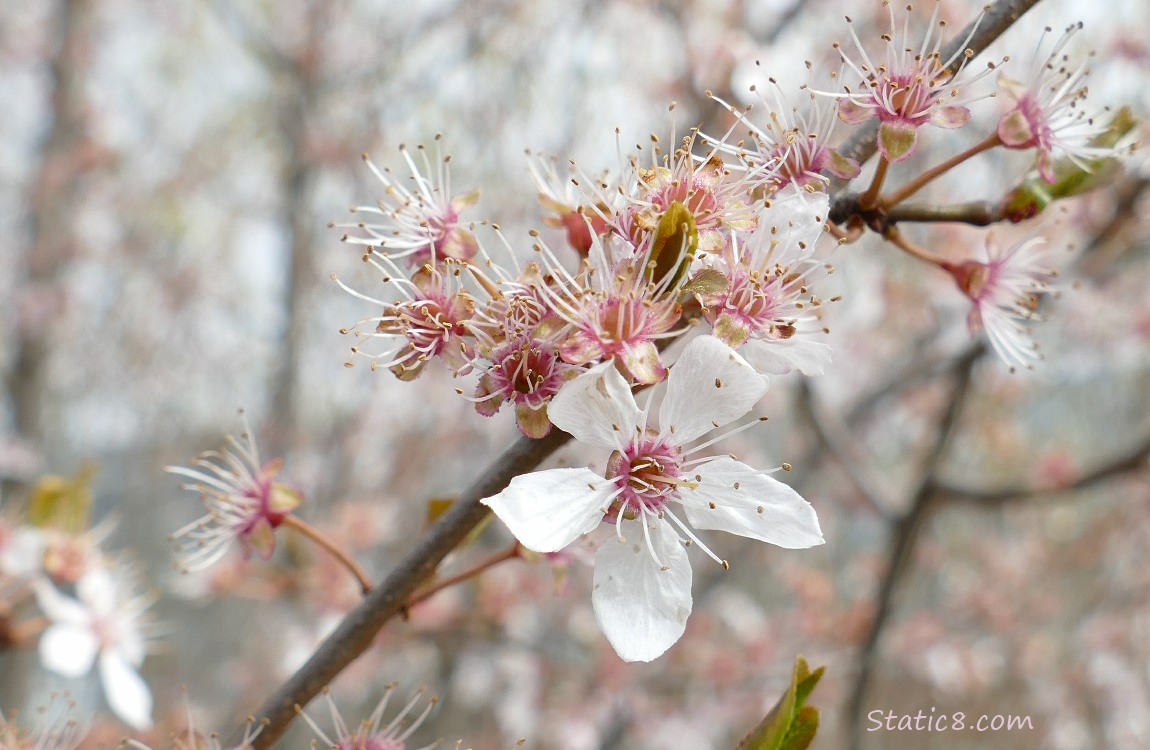 Cherry Blossoms losing their petals