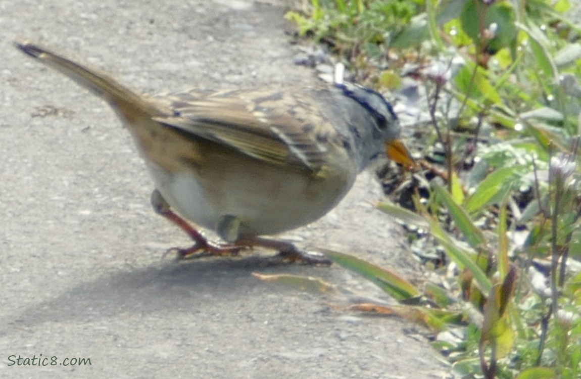 White Crown Sparrow again looking down in the grass