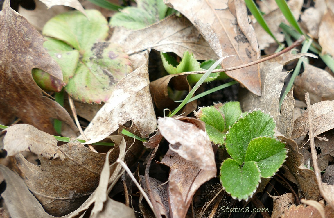 Strawberry leaves poking up thru dead oak leaves