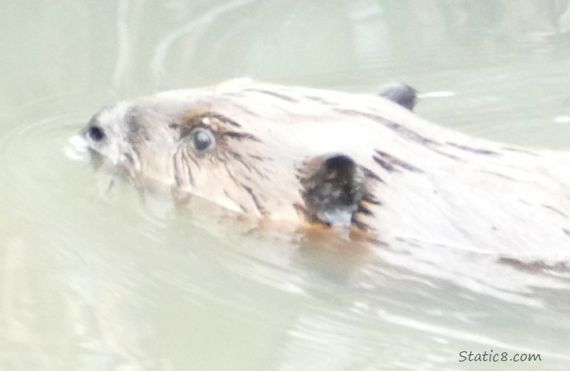 a Beaver swimming in the water