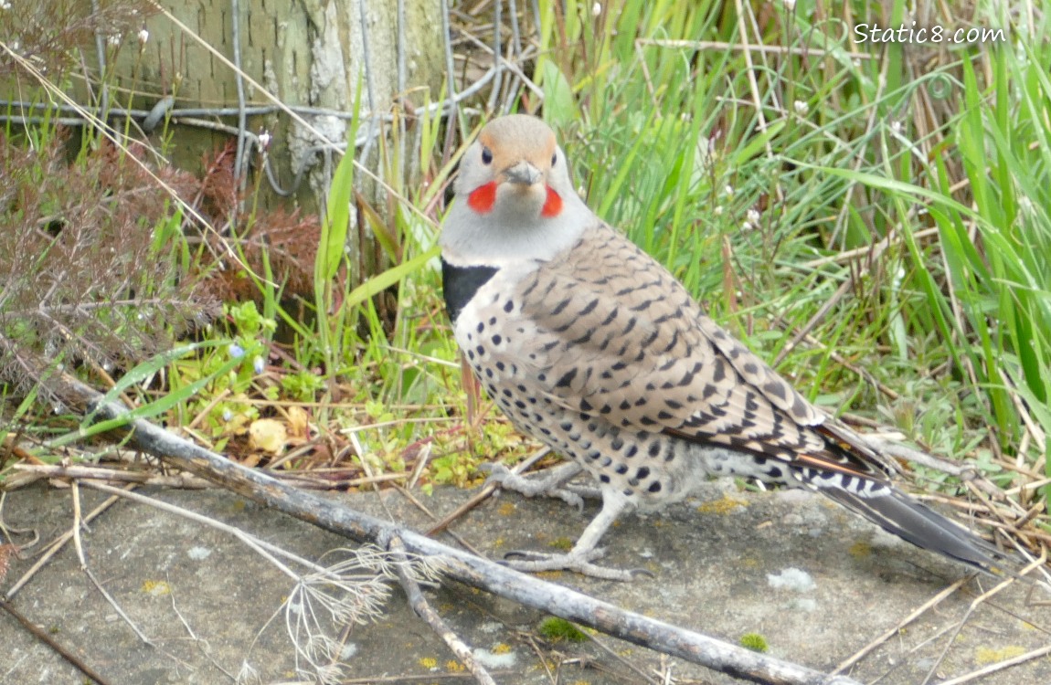 male Northern Flicker standing on the ground