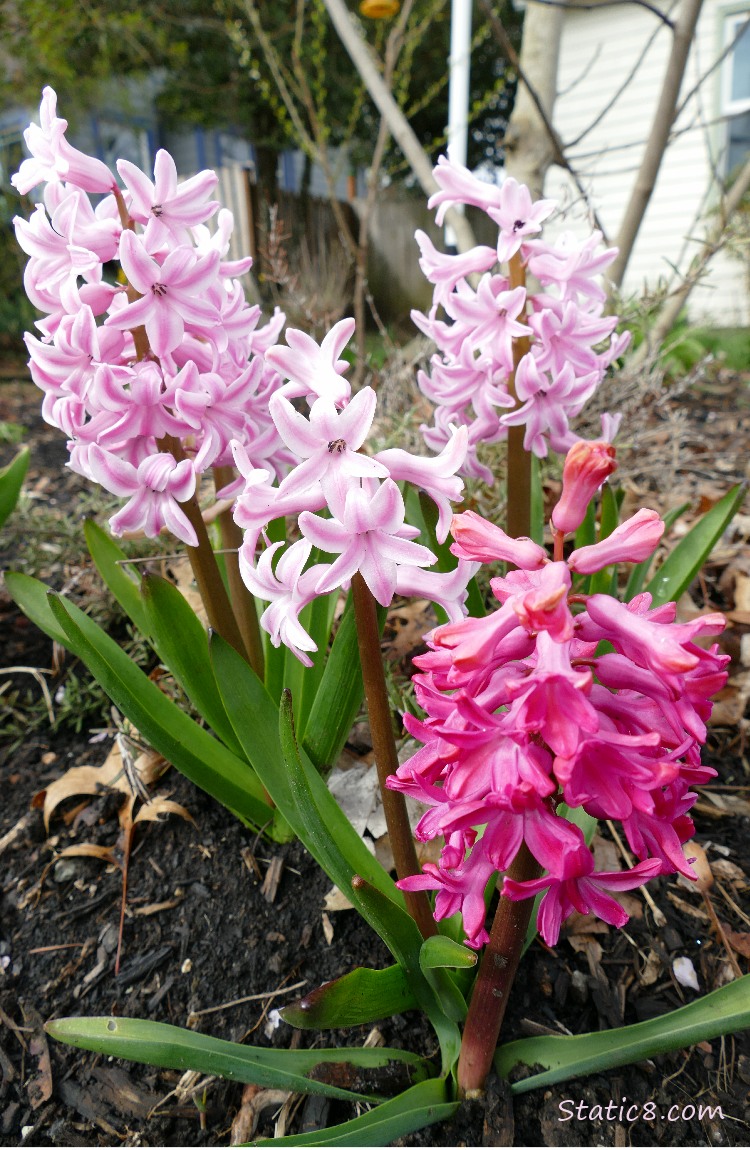 several pink Hyacinths