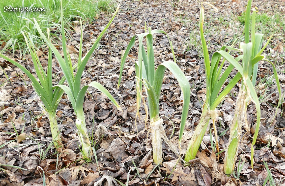 a row of Leek plants surrounded by leafy mulch