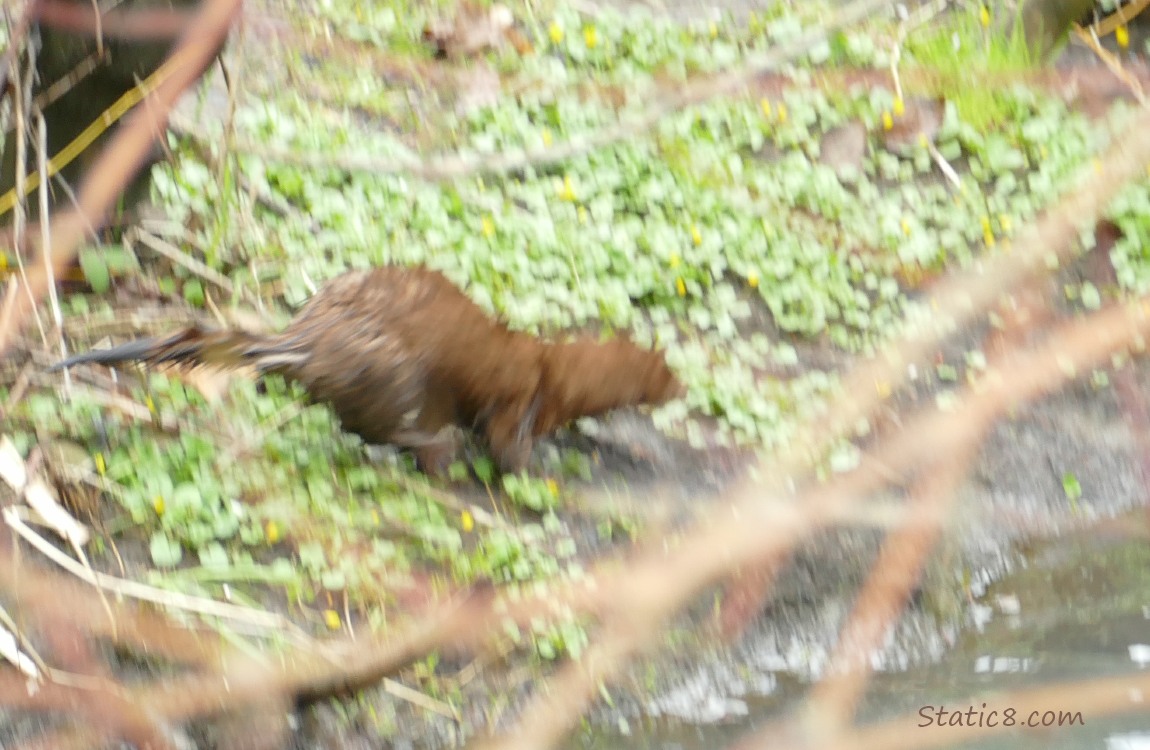 Blurry mink running along the creek bank