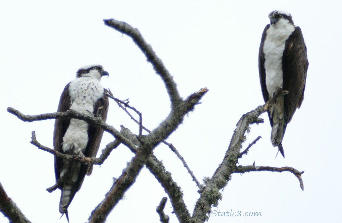 a pair of Ospreys standing in a snag