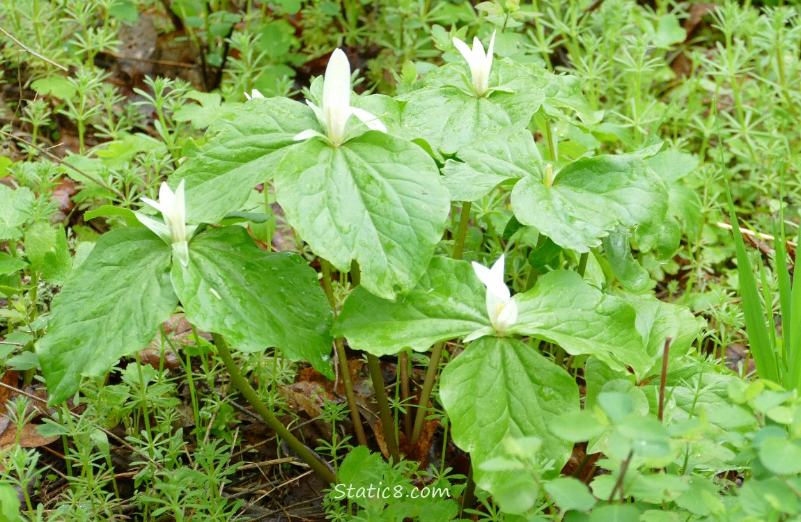 Trillium blooms