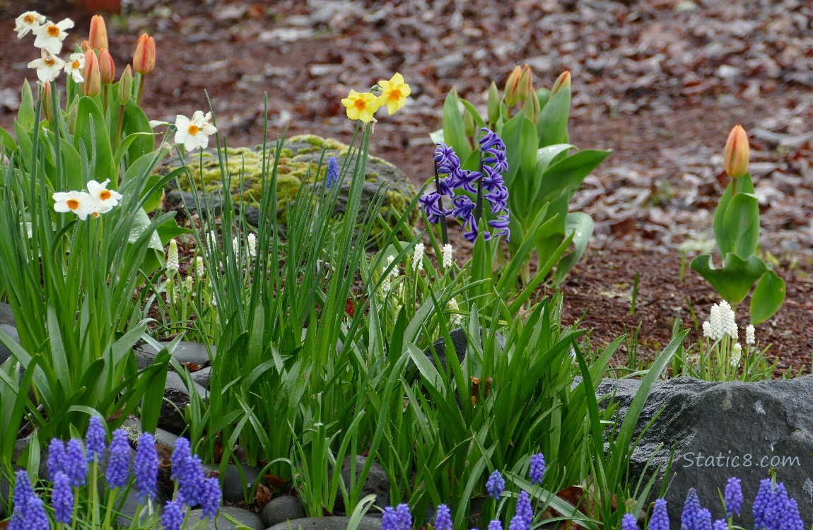 Daffodils, closed tulips, Hyacinth and Graph Hyacinths