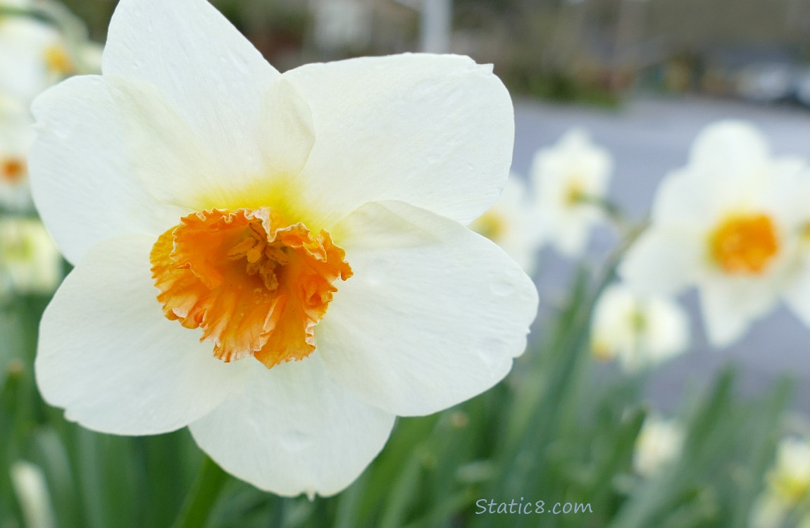 Narcissus blooms