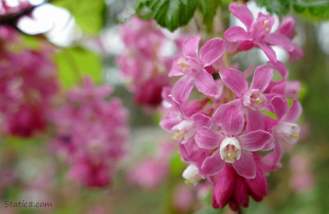 Red Flowering Currant blooms