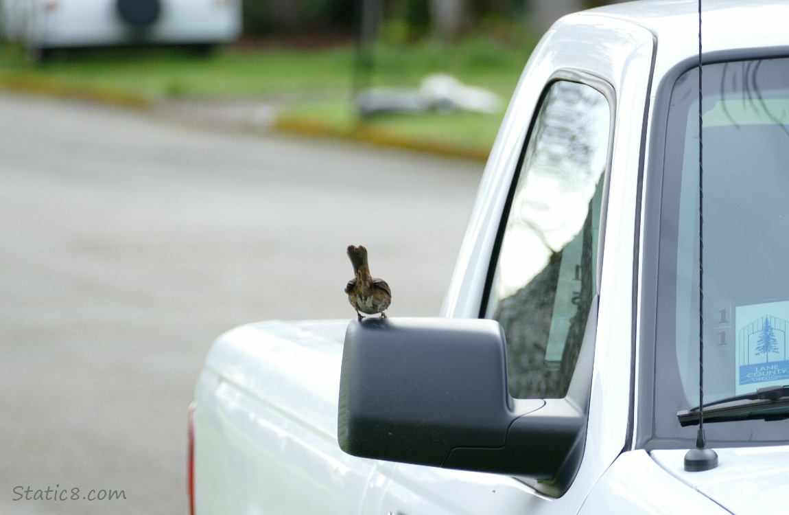 Song Sparrow standing on rear view mirrow of a white pickup