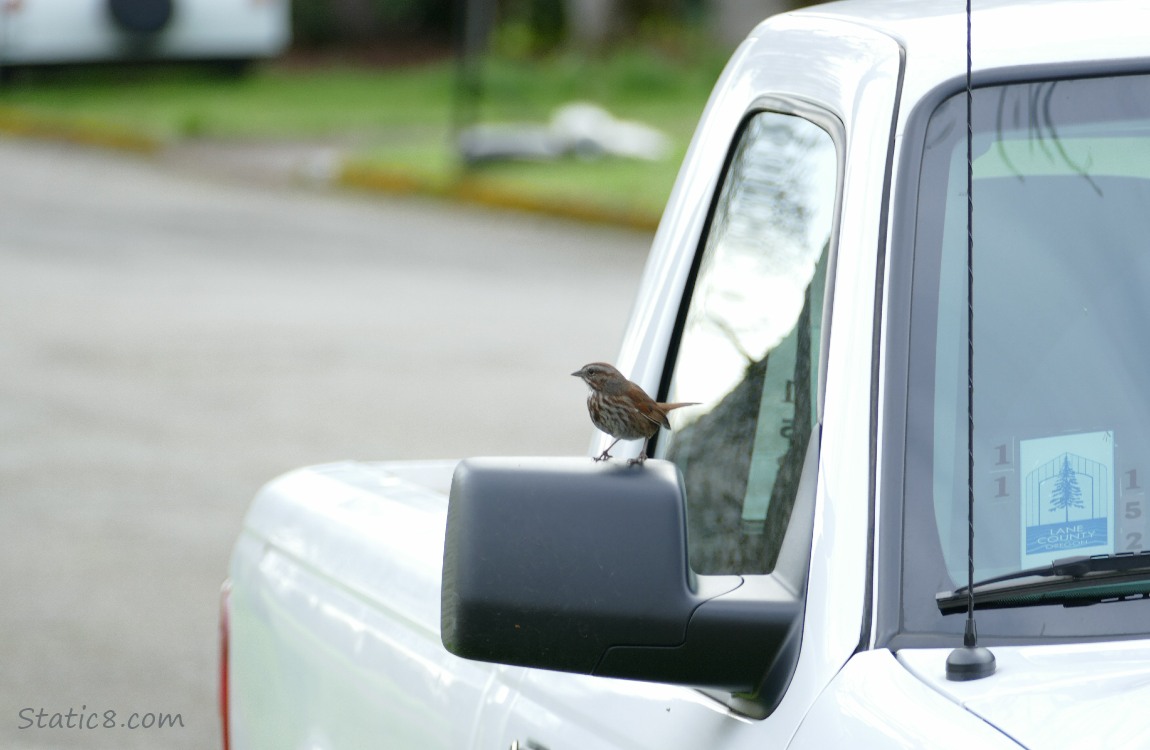 Song Sparrow standing on the rear view mirrow of a white pickup