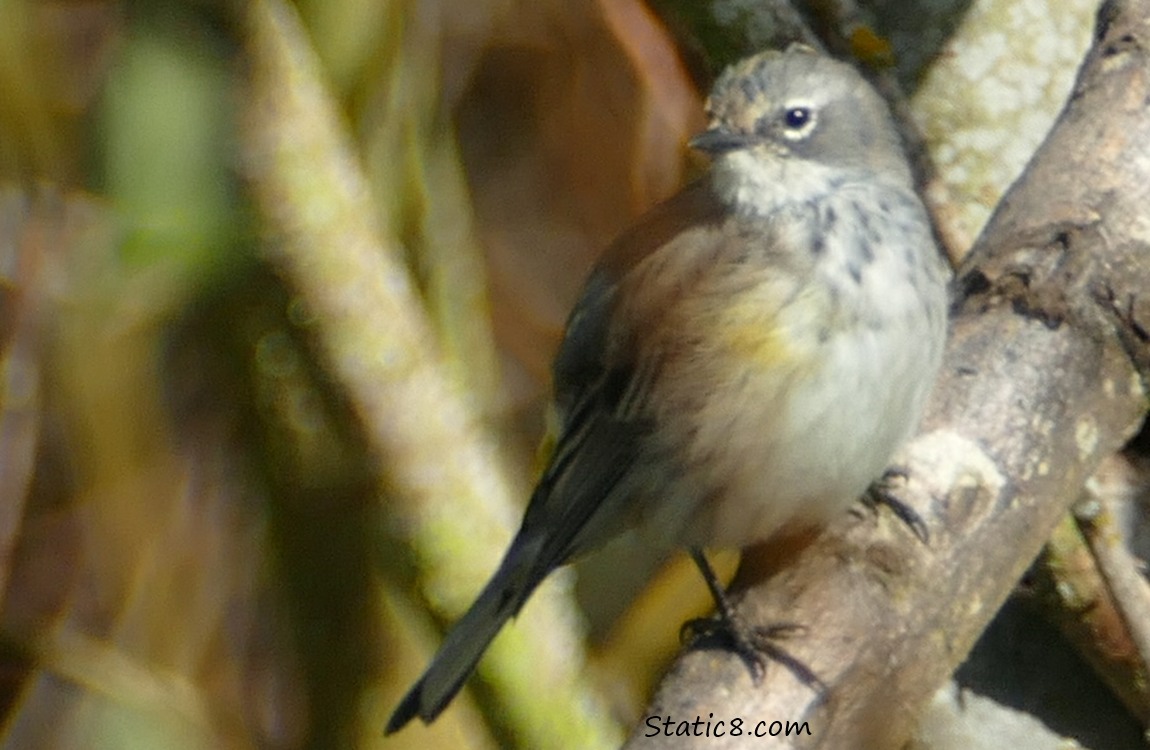 Yellow Rump Warbler standing on a branch