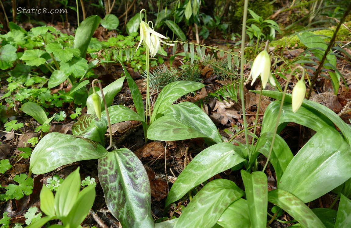 Fawn Lilies blooming on the forest floor