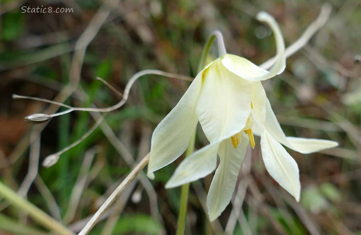 Fawn Lily