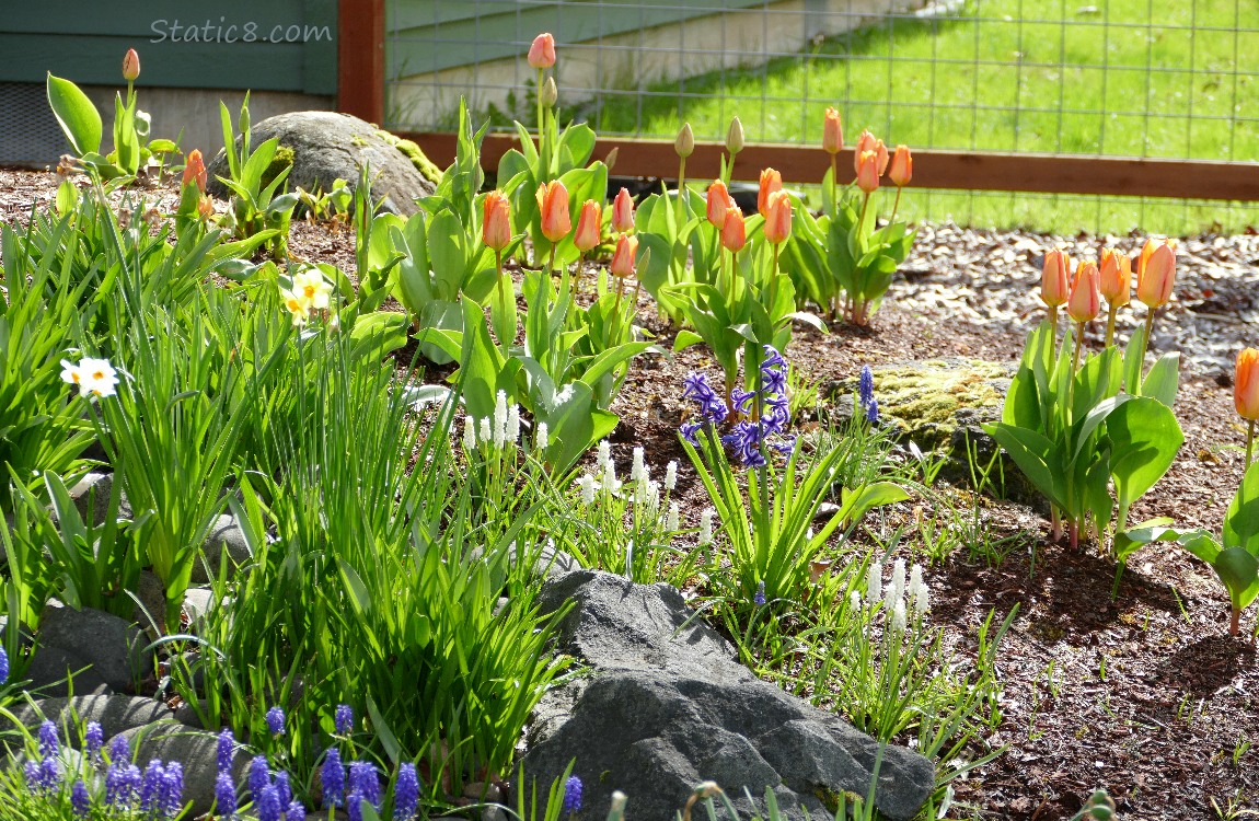 Flower bed with daffodils, tulips, hyacinth and grape hyacinth