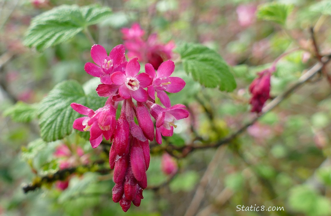 Red Flowering Currant blooms