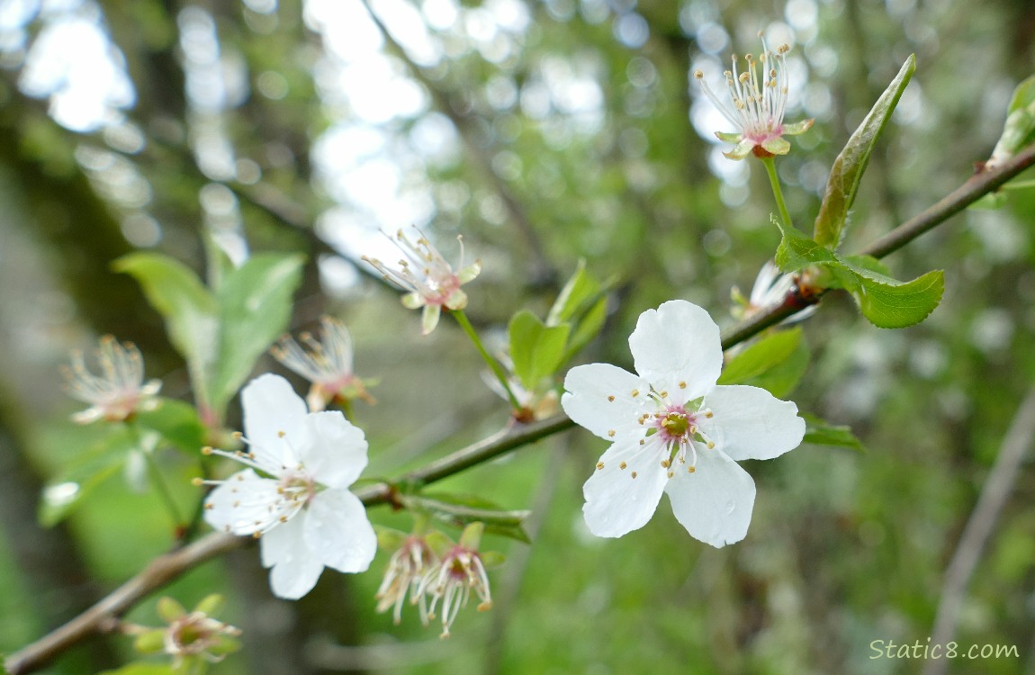 Cherry Blossoms