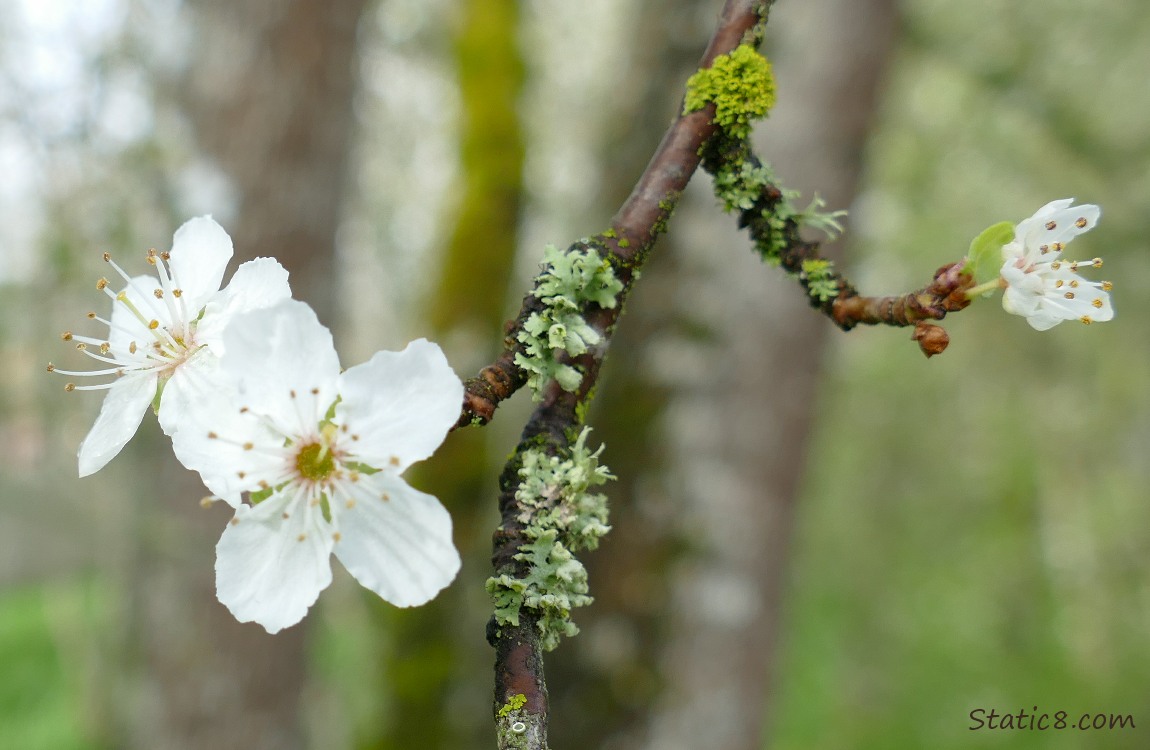 Cherry Blossoms