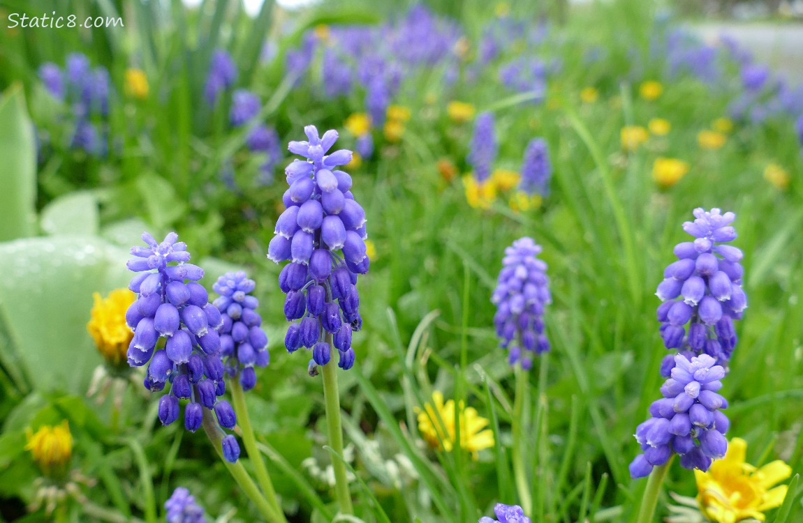 Grape Hyacinths in the grass with Dandelions