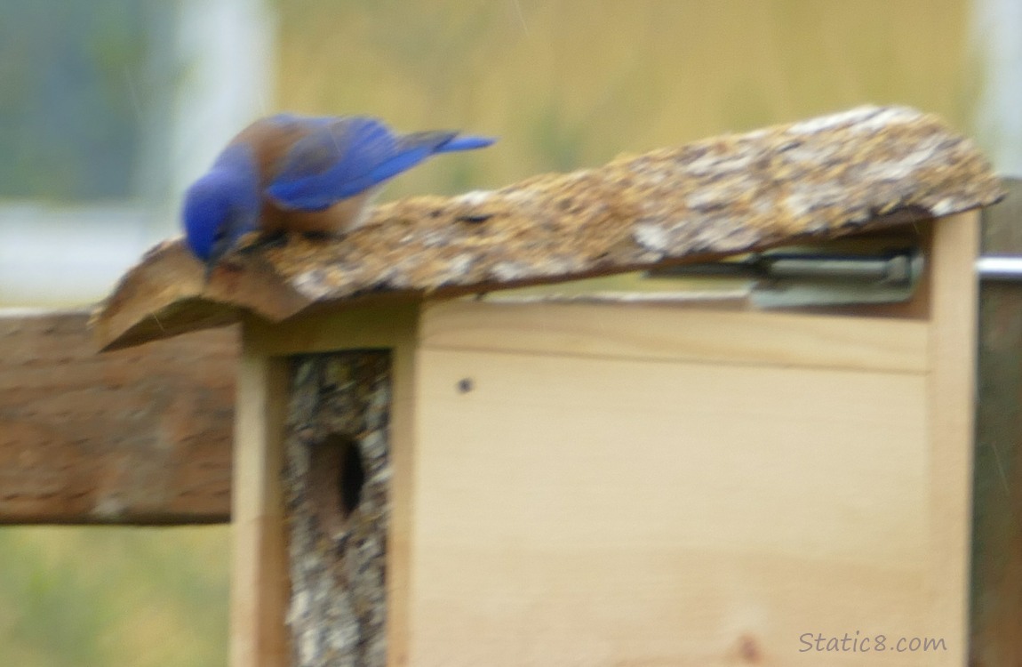 male Western Bluebird looks down into the entrance of a nesting box