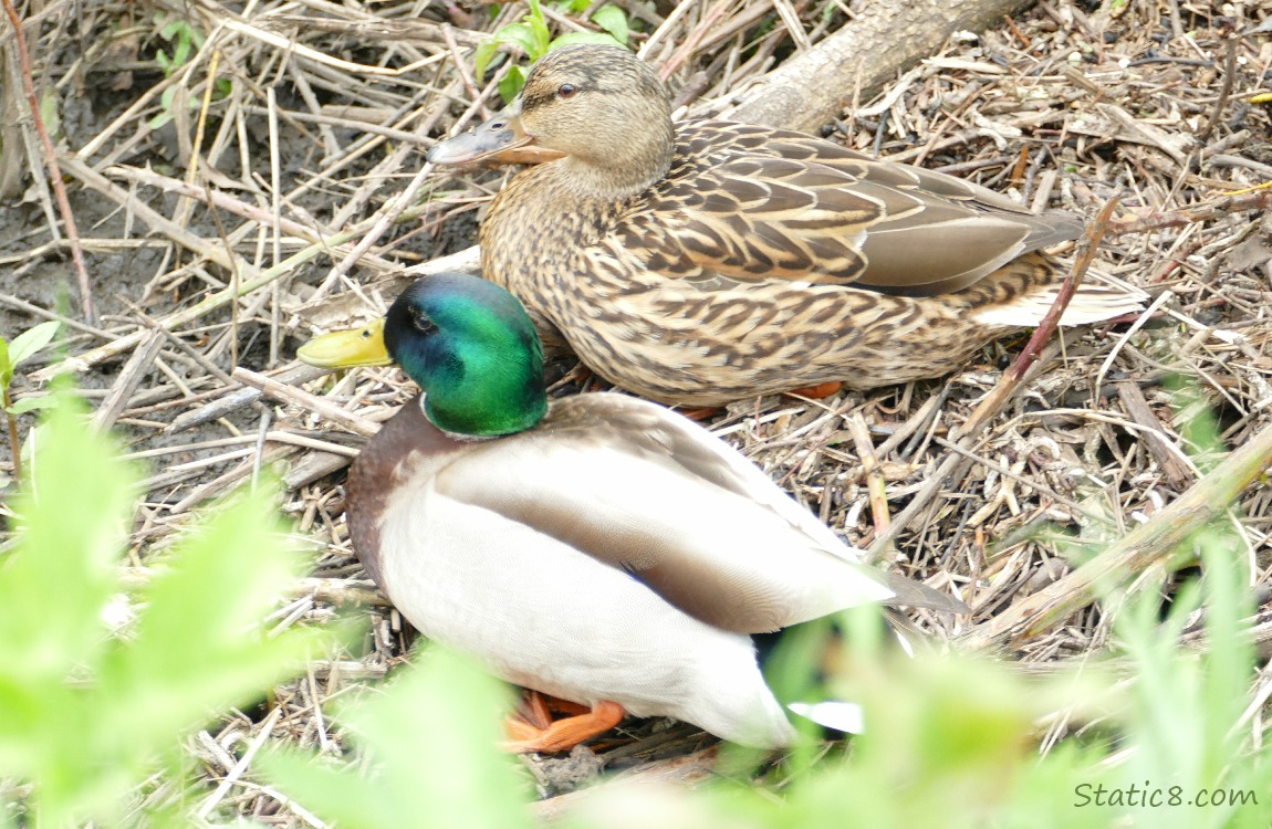 pair of Mallards sitting on a debris pile of sticks