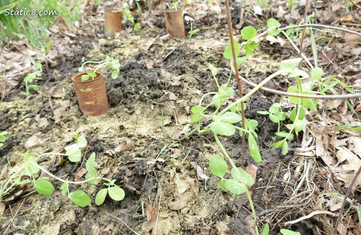 Small Pea plants