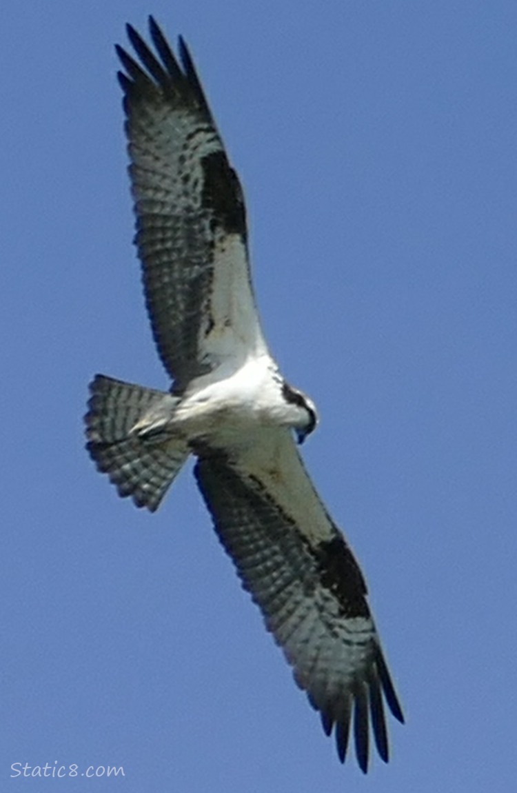 Osprey flying