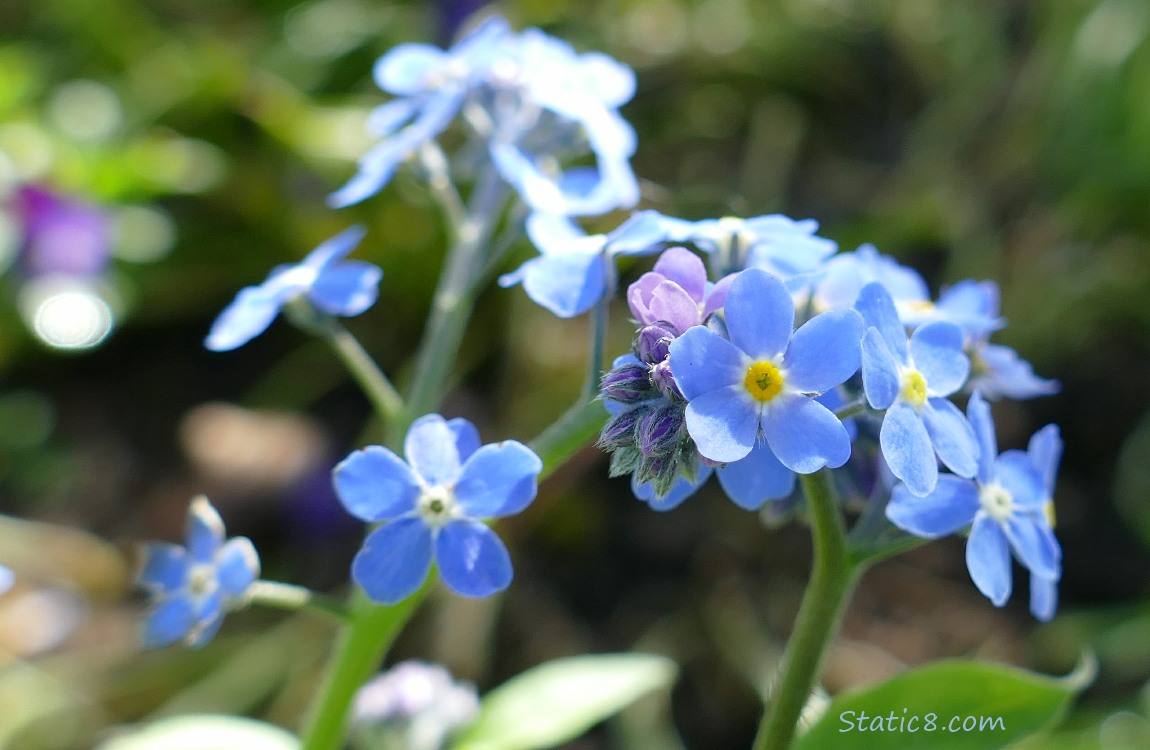 Forget Me Not blooms