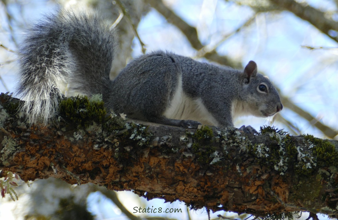 Western Grey Squirrel standing on a branch