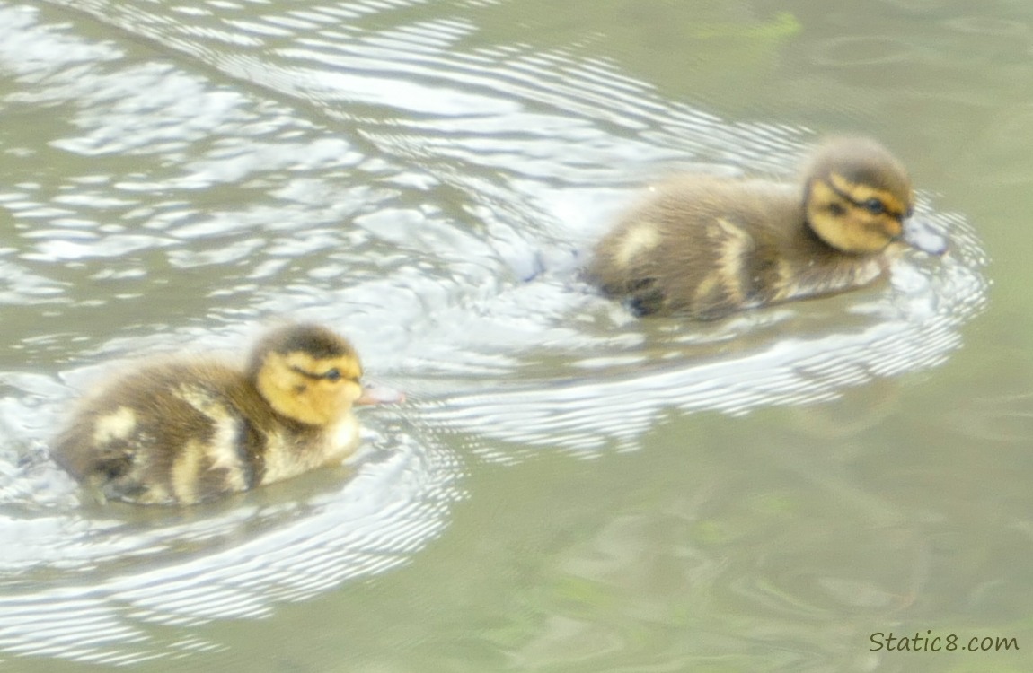 two ducklings in the water