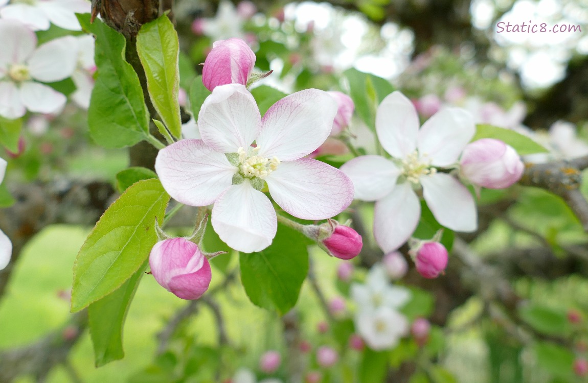 Apple Blossoms