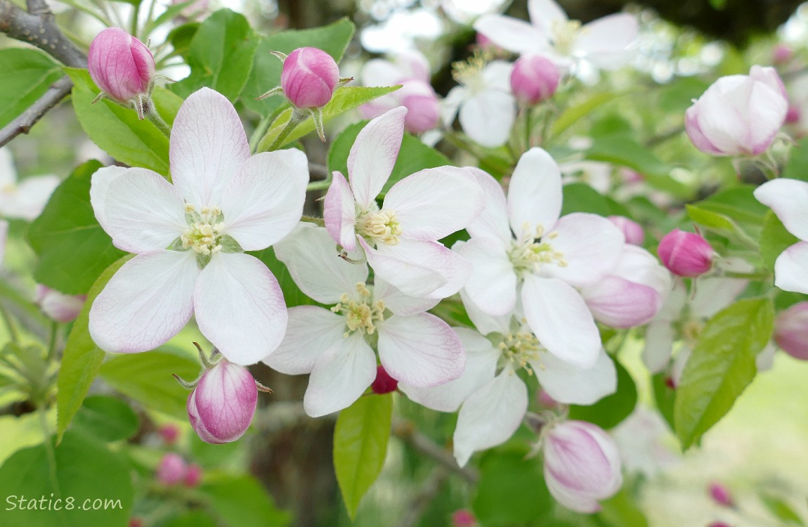 Apple Blossoms