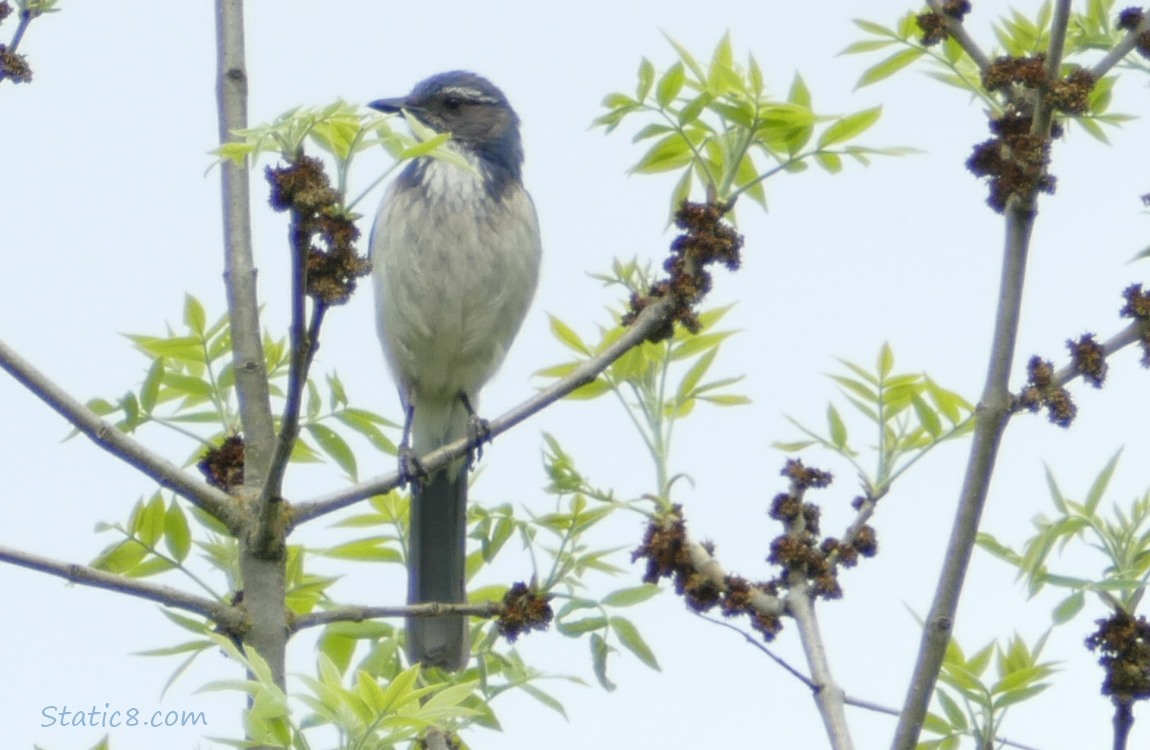 Scrub Jay standing on a twig, surrounded by new leaves