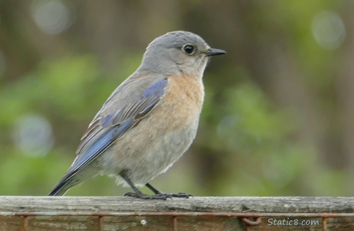 female Western Bluebird standing on a wood fence