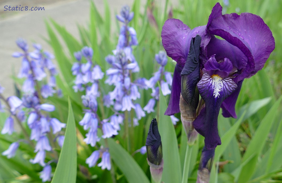 Spanish Bluebells and a purple Iris bloom