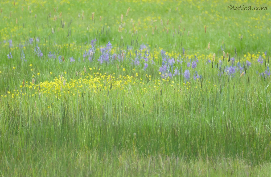 purple and yellow flowers in grass