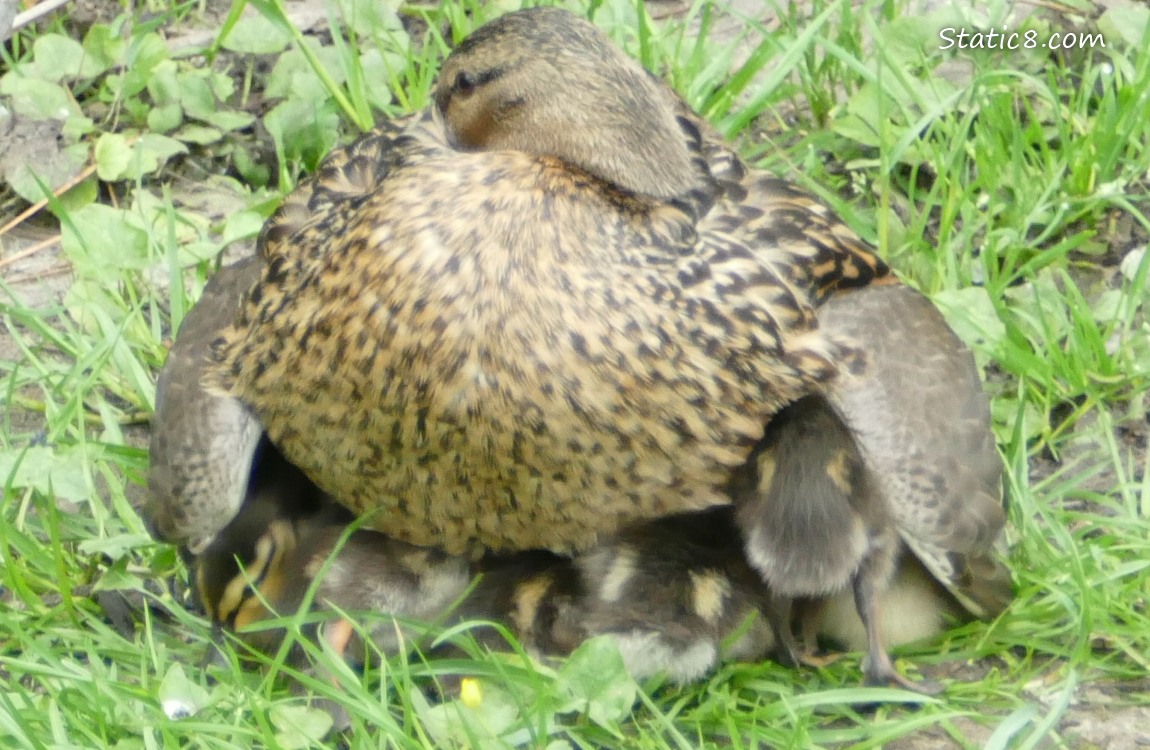 Mama Mallard protecting ducklings under her wings