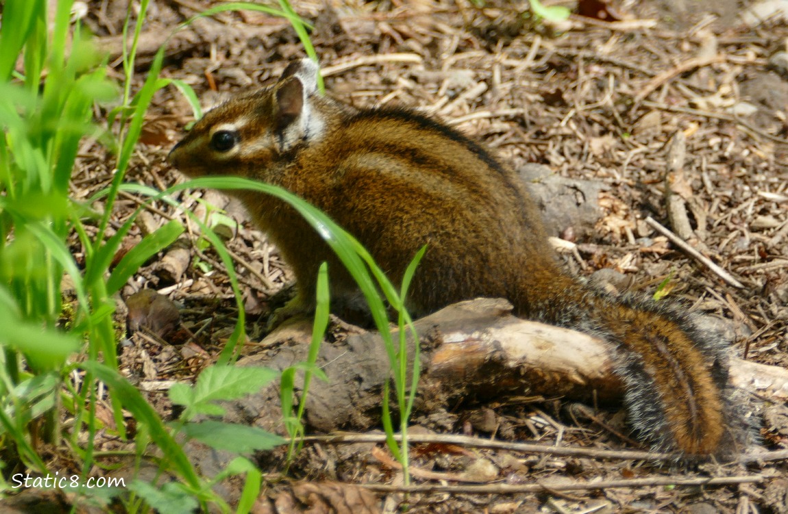 Chipmunk standing at the edge of the path